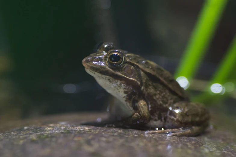 a close up of a frog's head with blurry green background