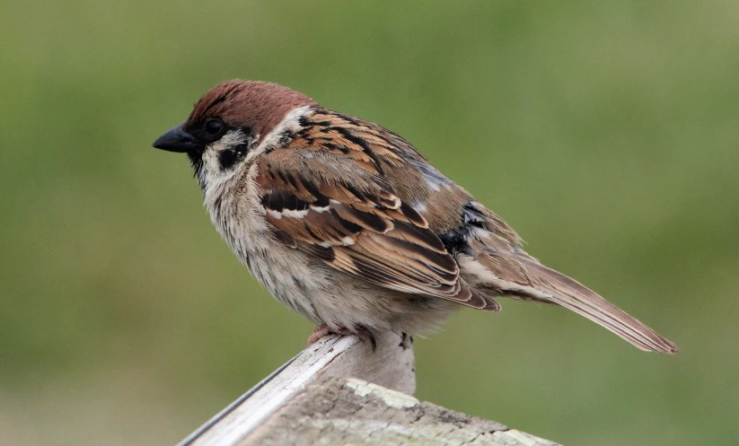 a bird sitting on top of a piece of wood