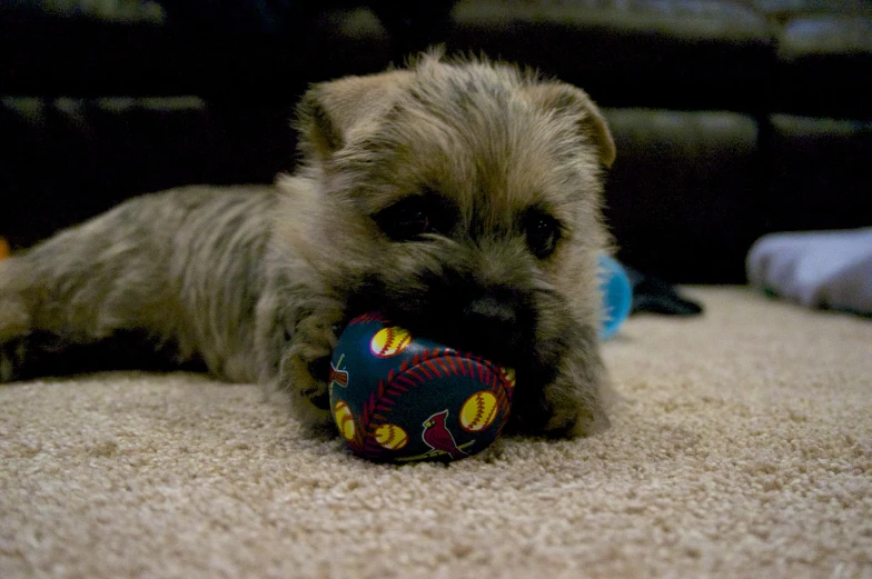 a small dog is chewing on a toy