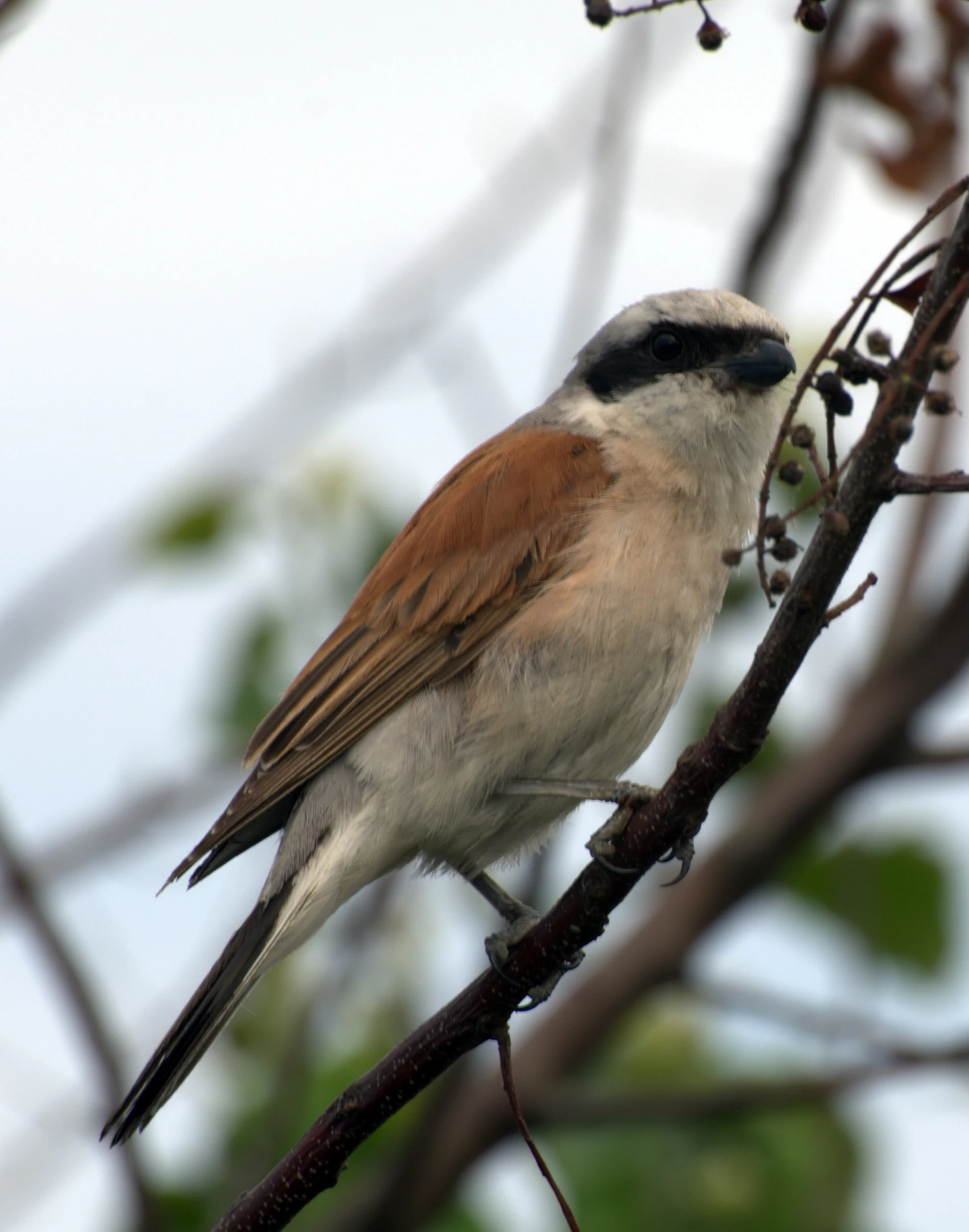 a brown and white bird sitting on top of a tree nch