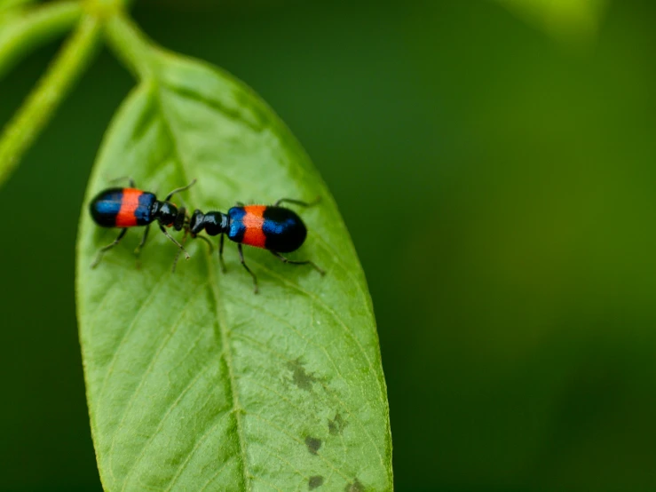 two bugs sitting on top of a green leaf