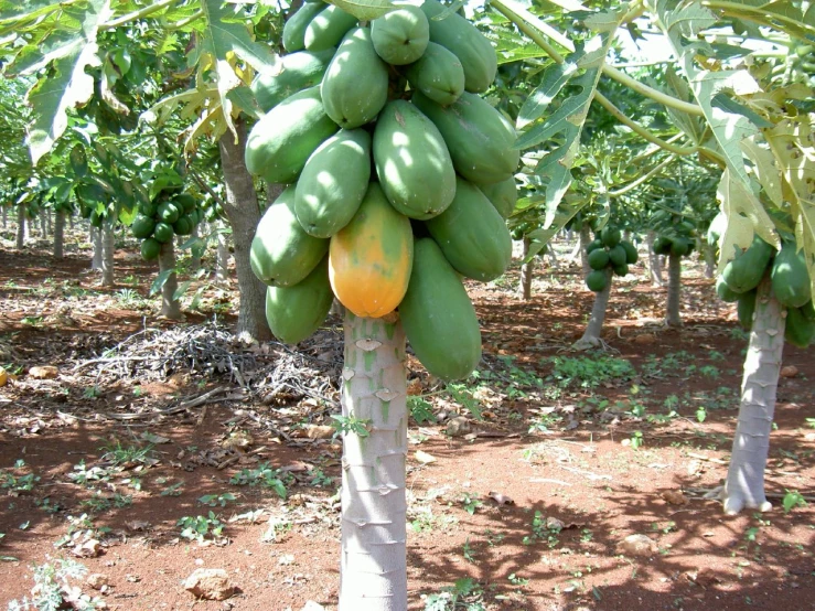 green fruit growing in an open area of dirt ground