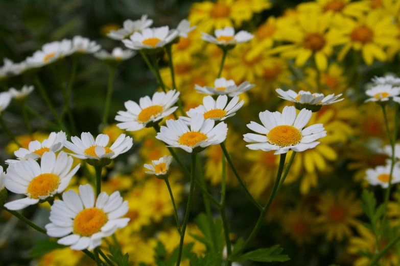 daisy - like flowers all in a row, with yellow and white ones in the background