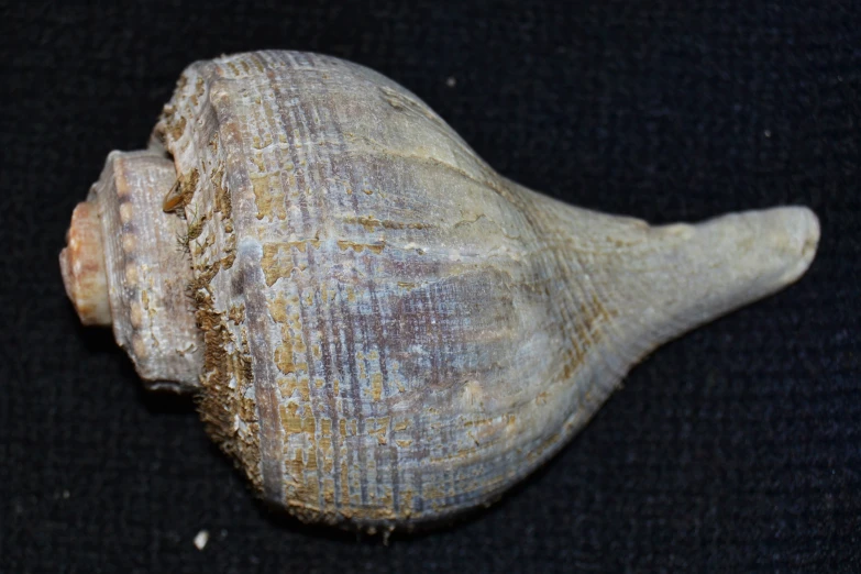 the sea shell has been collected in a large display