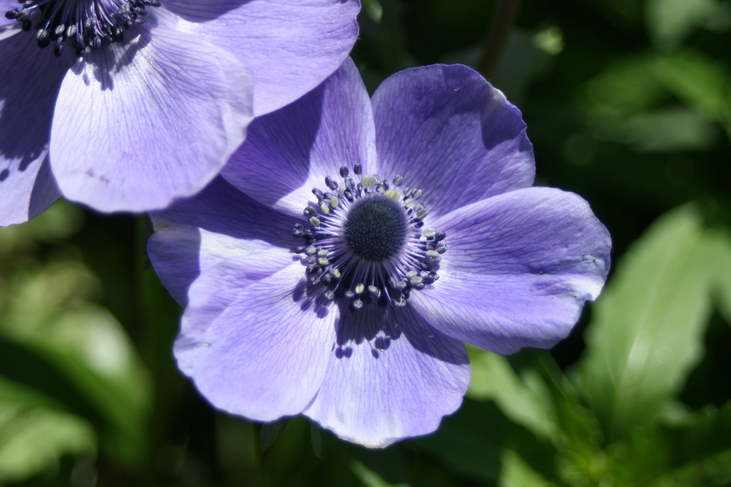 two large blue flowers with green leaves near one