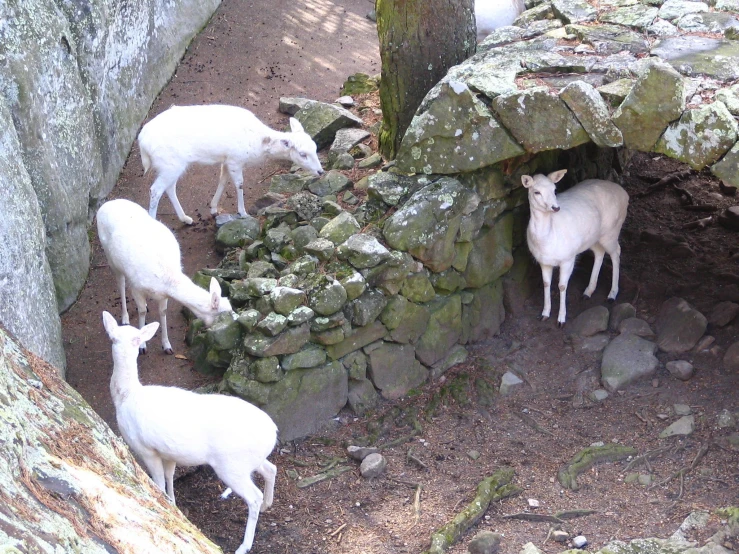 four sheep are on a rocky area, while one is eating