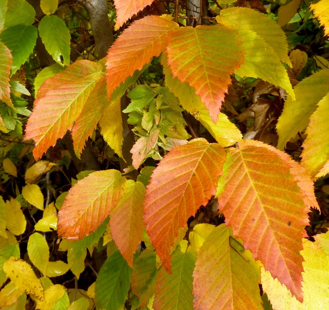a plant with many different leaves, all displaying reddish yellow
