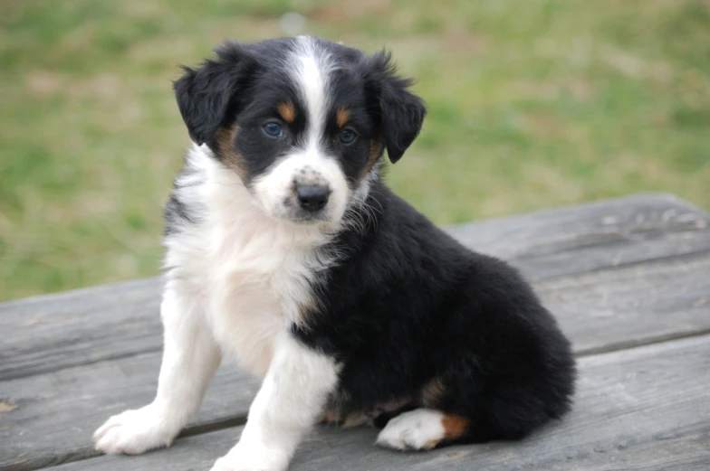 a small puppy that is sitting on a bench