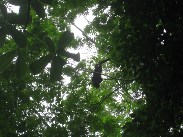 a bird is high in the tree with its head down