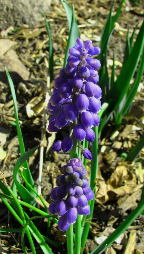 blue flower on the ground next to a sidewalk