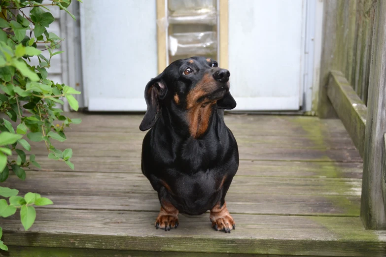 a dog sitting on a wooden porch in front of a door