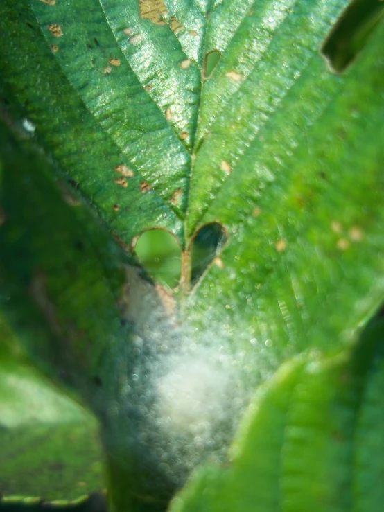 a po taken looking up at a leaf