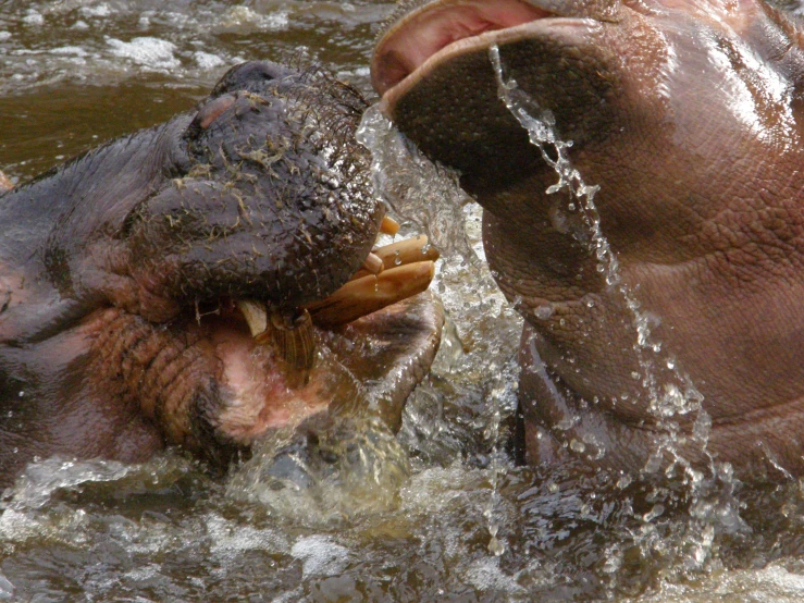 a big hippo with a large piece of food in his mouth