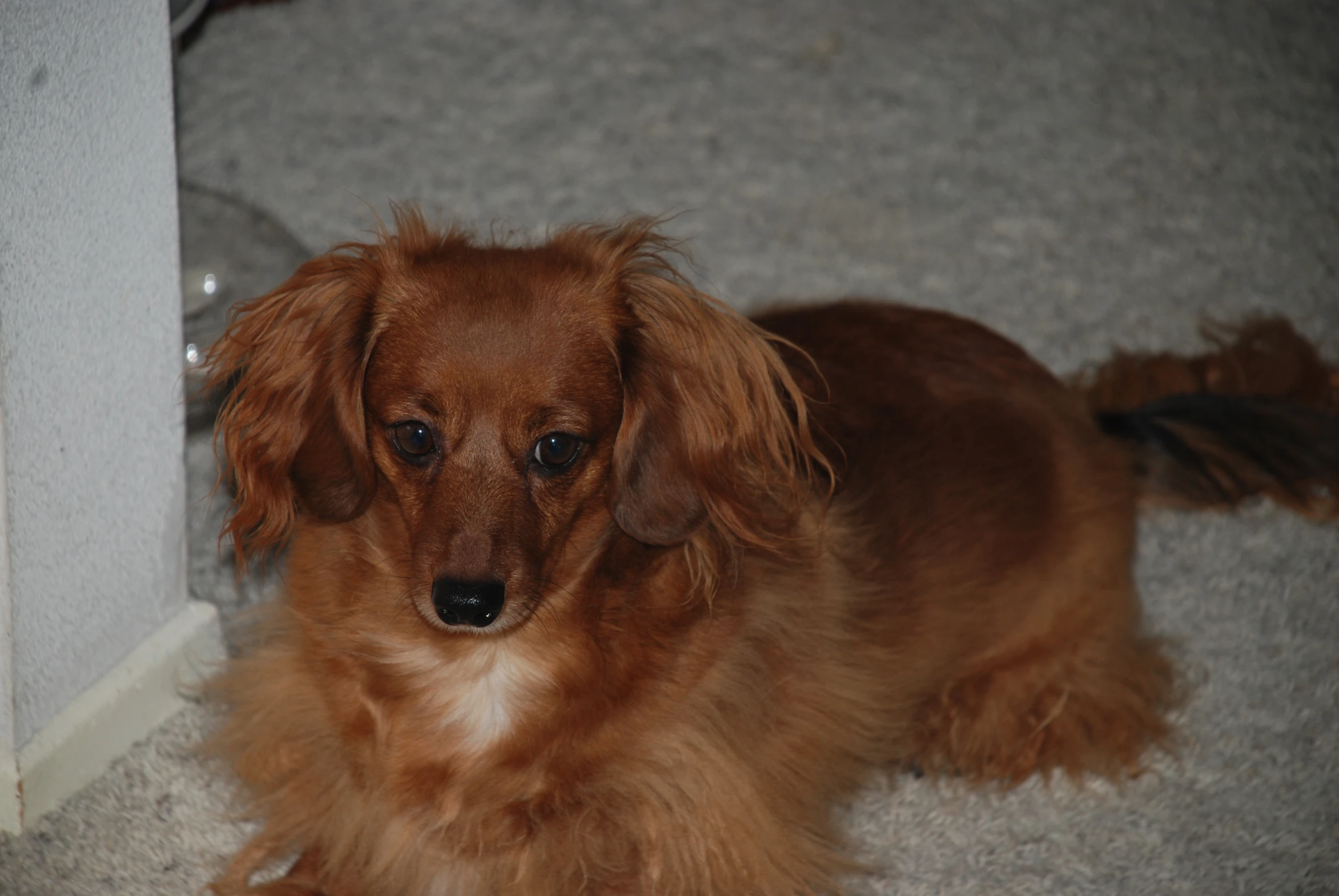 a close - up s of a dog's long haired, brown hair