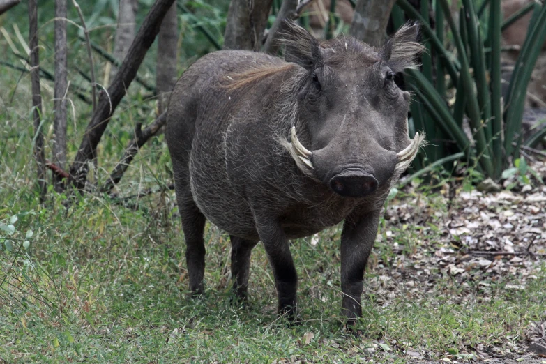 an image of a warthog standing by itself in the woods