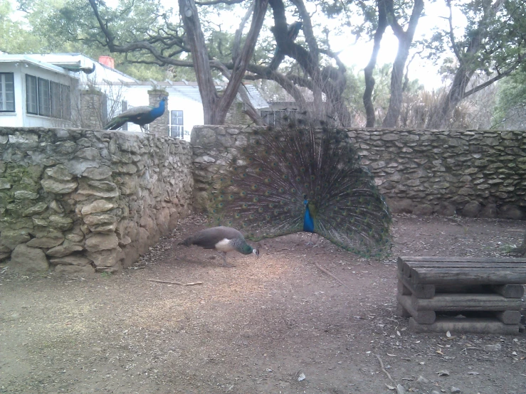 peacocks display their regal feathers at the zoo