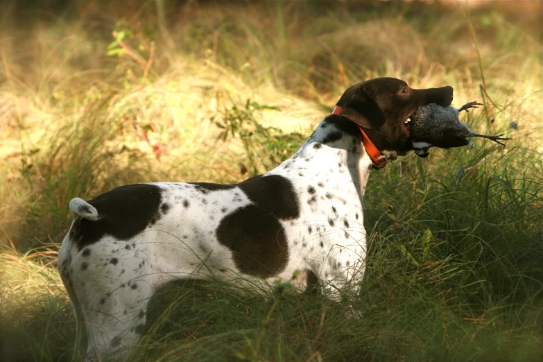 a dalmatian with an object in his mouth