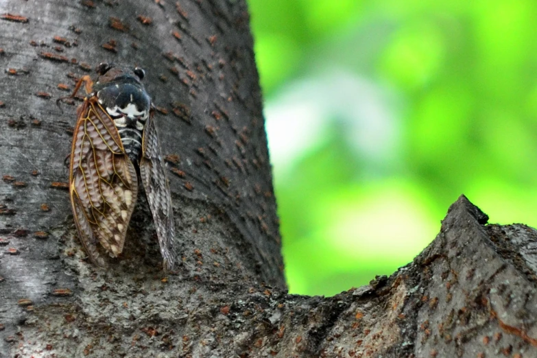 a small erfly sits on a tree limb