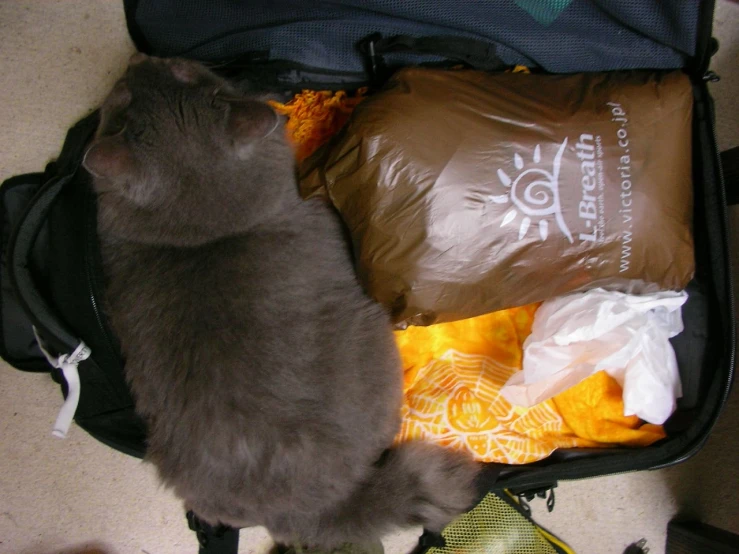 a cat sitting in a open luggage bag