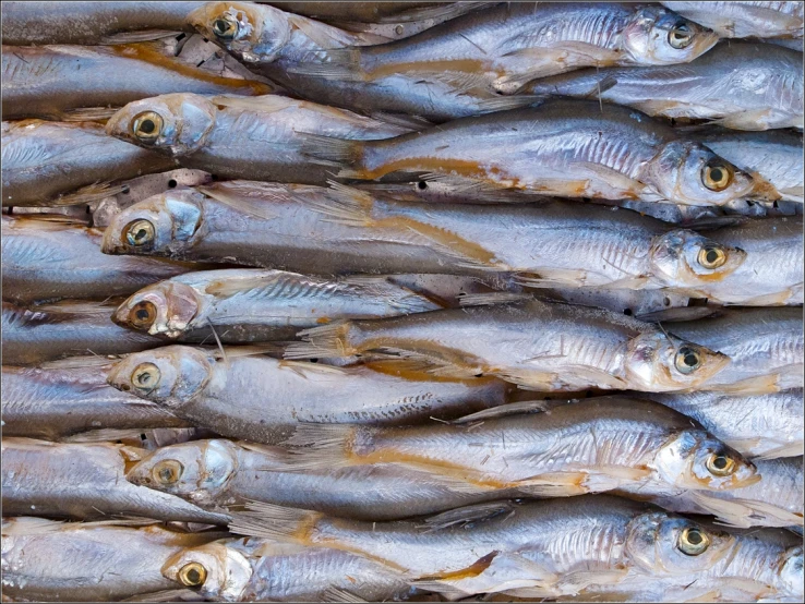 a close up of many fish on display