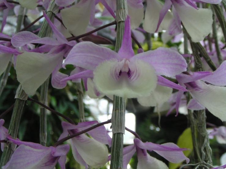 the flower is purple and white with long stems