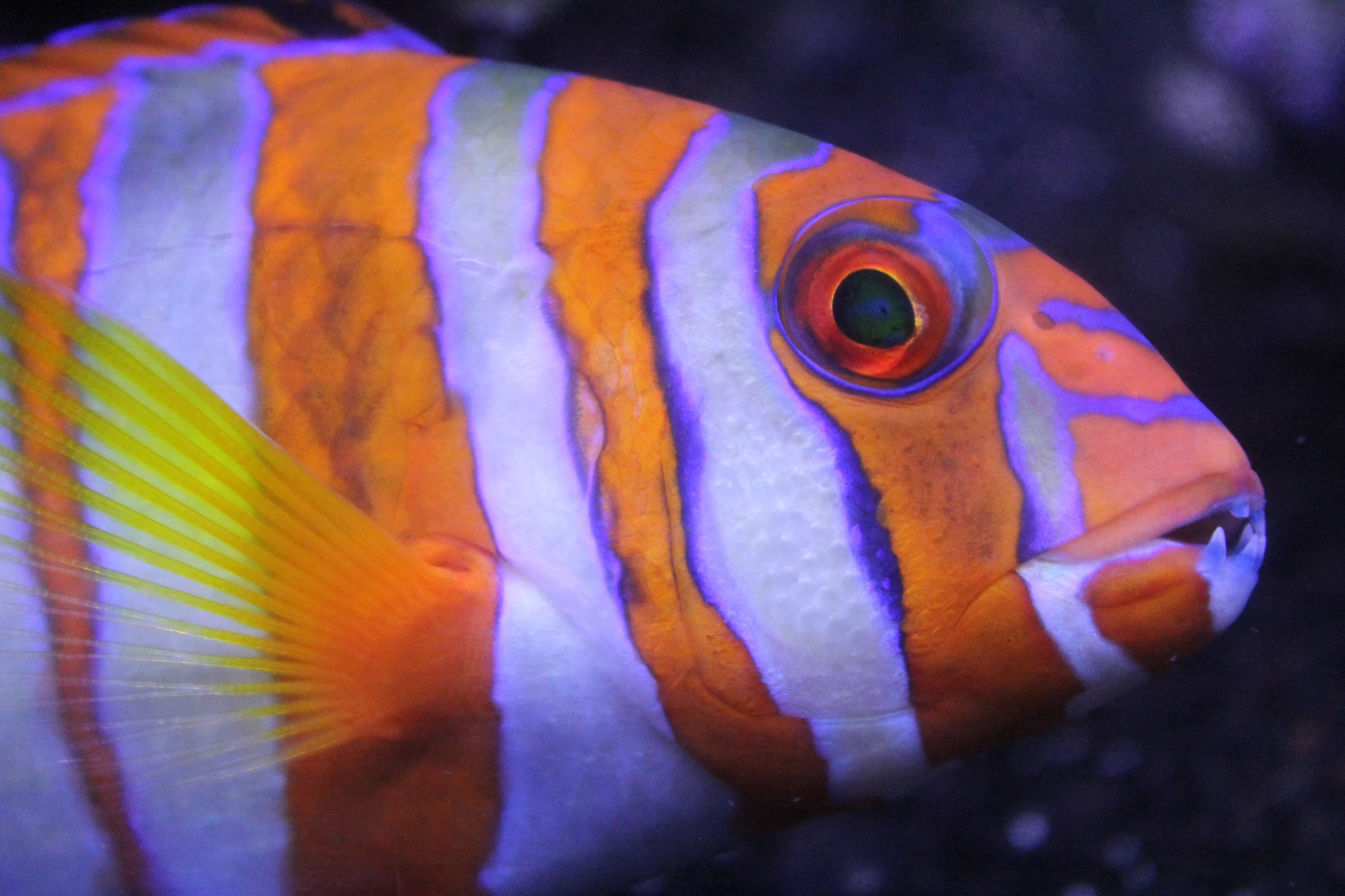 a close up of a fish looking out of an aquarium