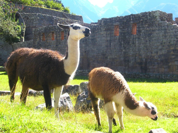 two alpacas are standing in a grass area