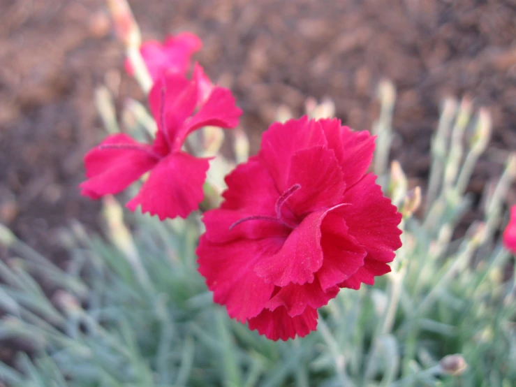 some bright red flowers are next to each other