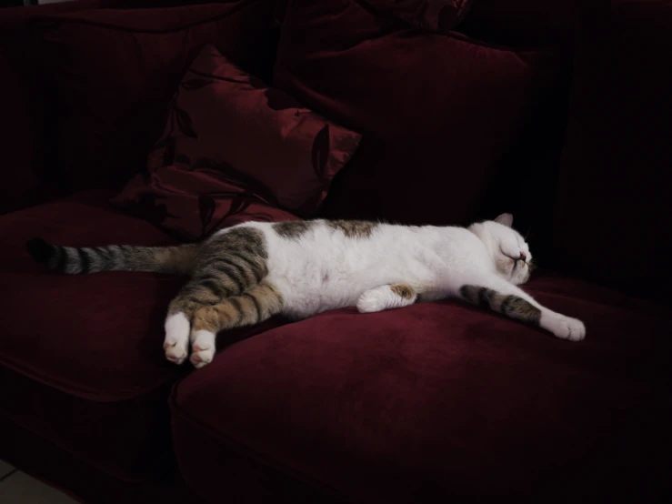 a cat laying on the arm of a red couch