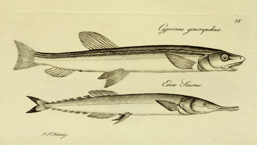 two illustrations showing fish in various stages of action