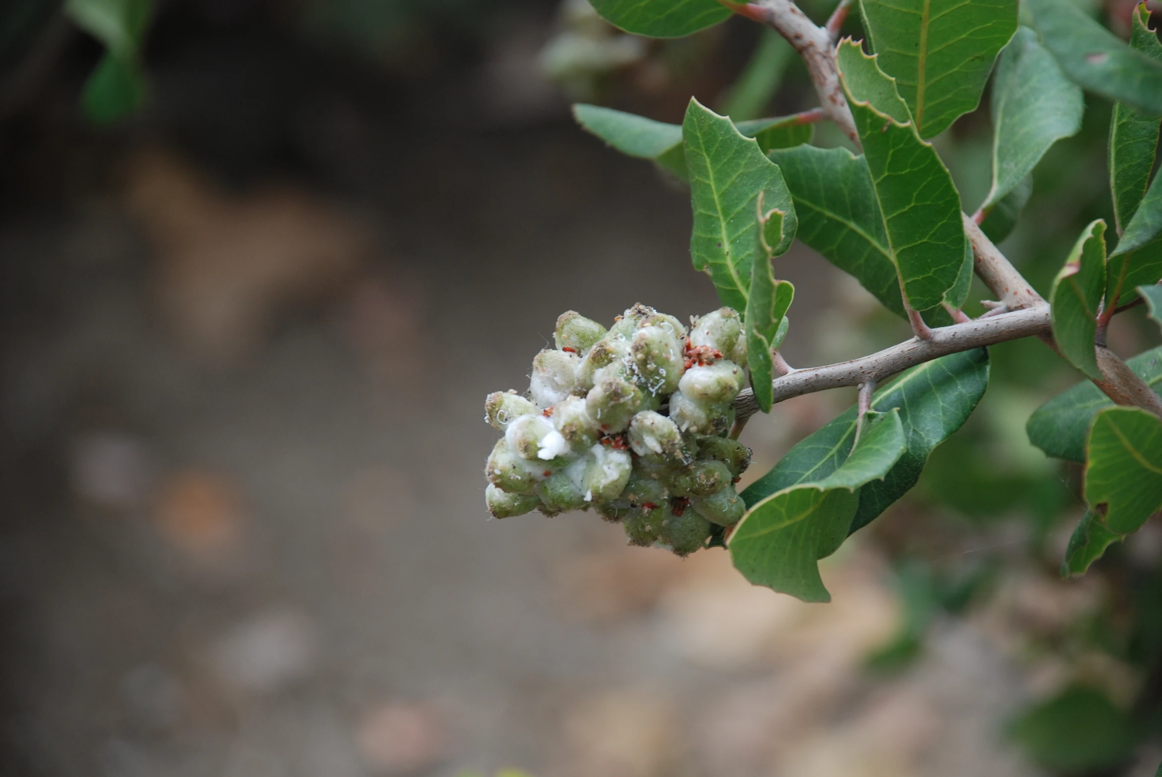 a cluster of little white flowers on a nch