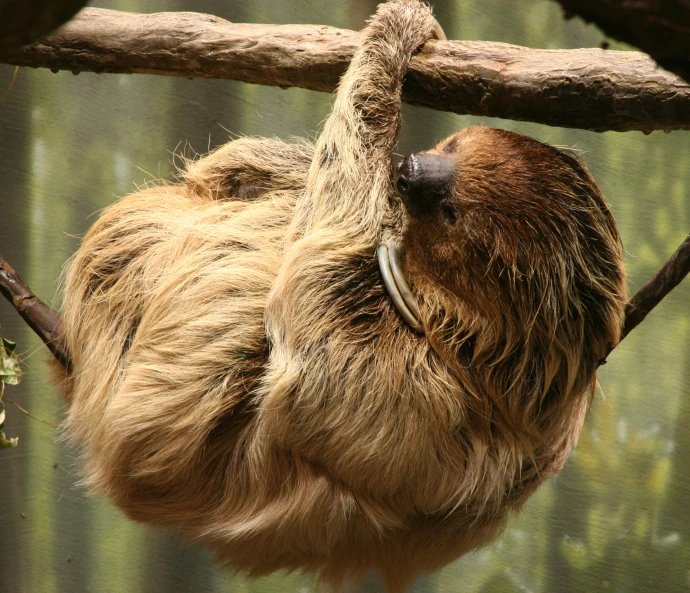 a very hairy slotter hanging from a tree nch