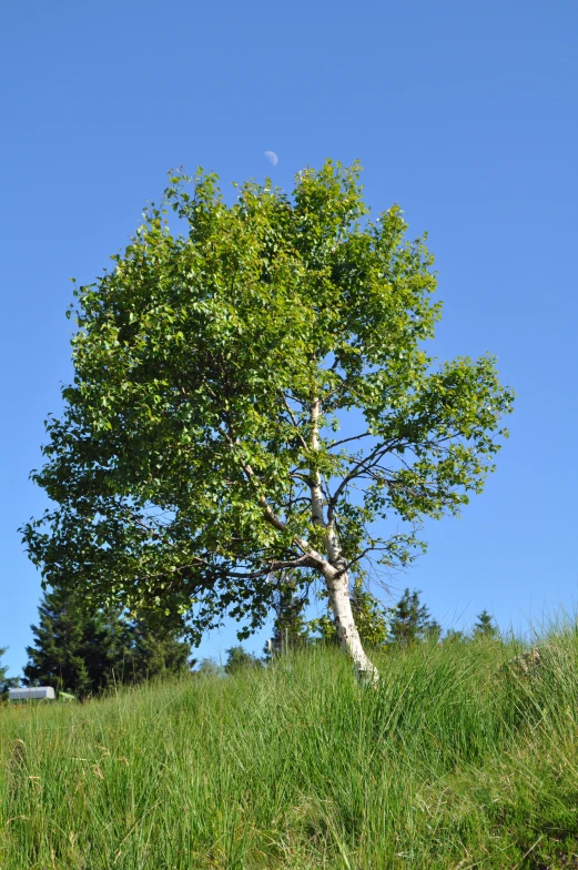 a tree sits in the grass as an animal eats it