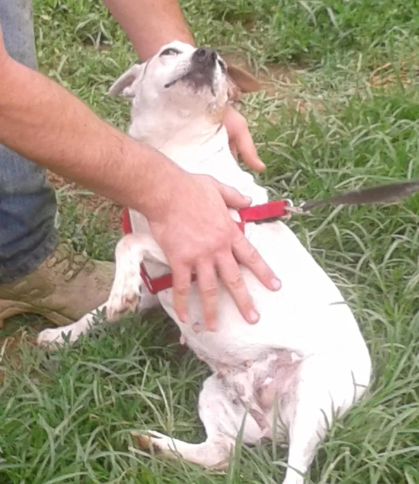 a man is holding his dog on a leash