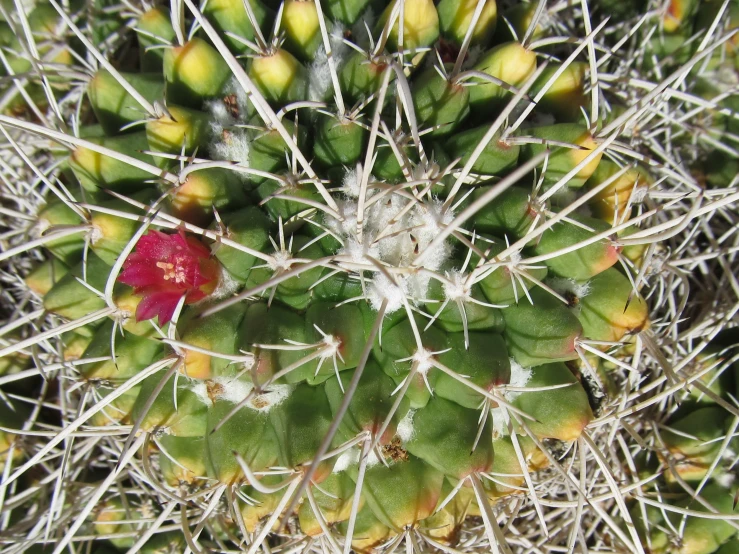 the view from up on a cactus