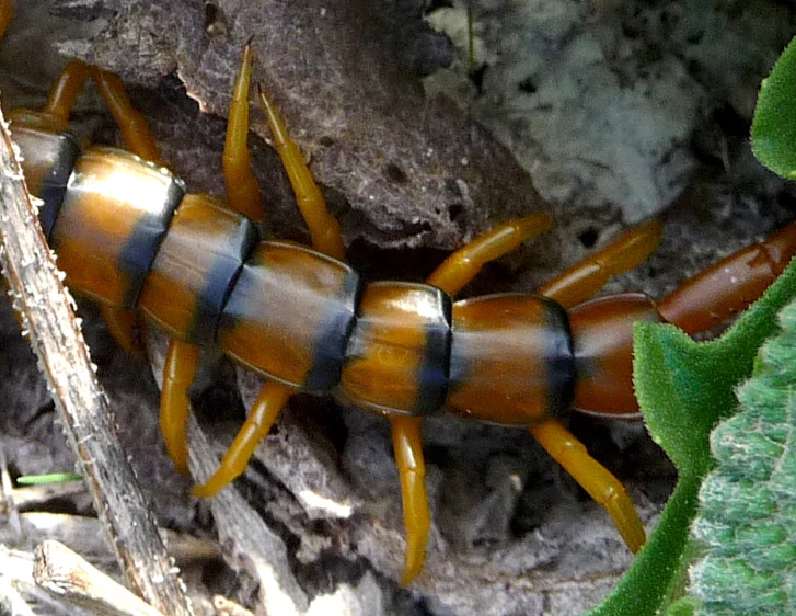 the large insect is on a leaf beside a plant