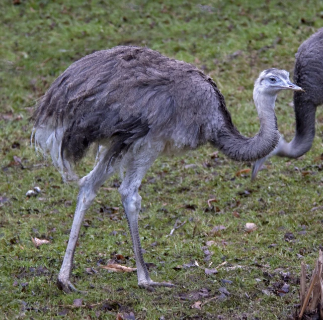 two birds that are standing in the grass