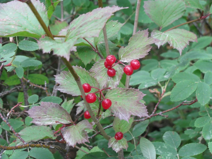 some red berries are on a tree nch