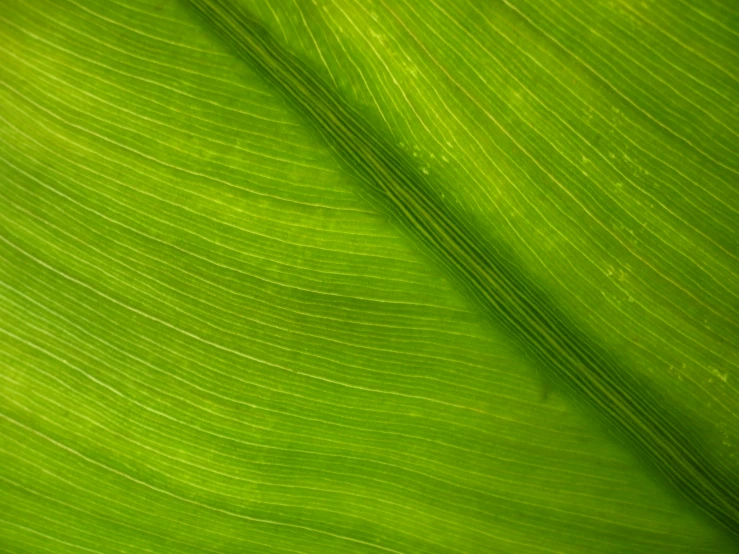 a green, long line of plant leaves