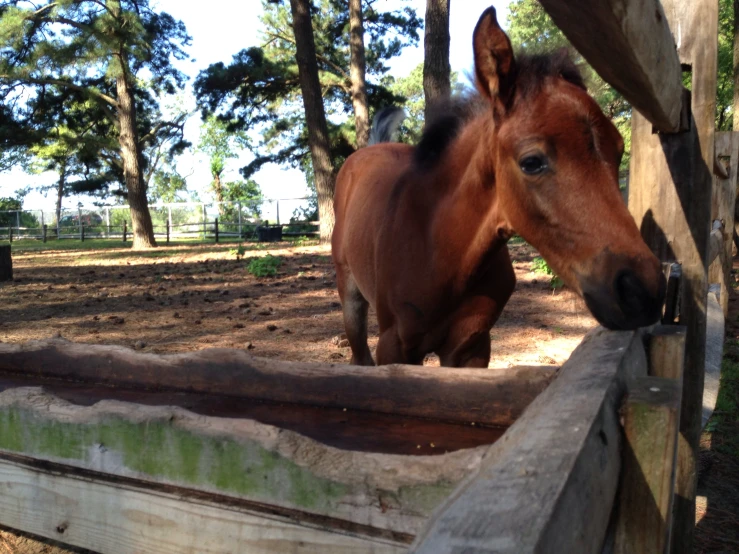 a brown horse standing inside of a dirt field