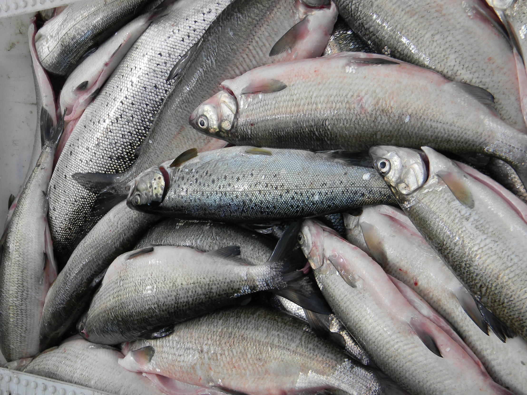 a container filled with several small fish, all fresh