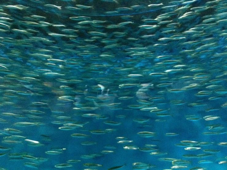 large amount of fish in clear water looking up