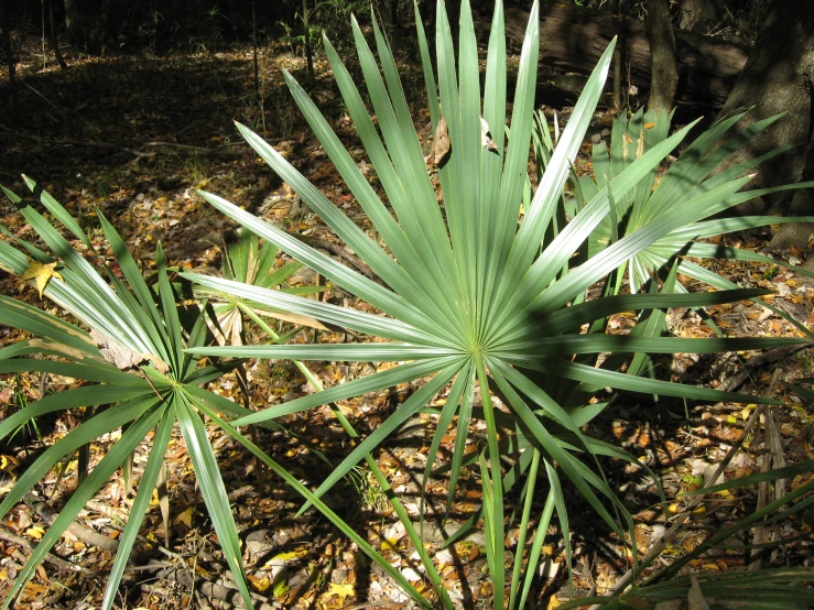 the green leaves and leaves of a tropical plant