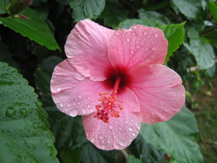 a pink flower with a green leafy background
