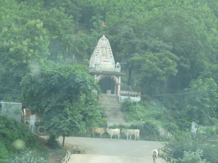 cattle walking outside of a small white temple on the side of the road