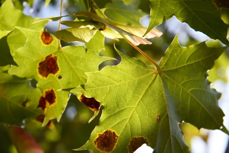 leaves that have yellow patches on them with no flowers