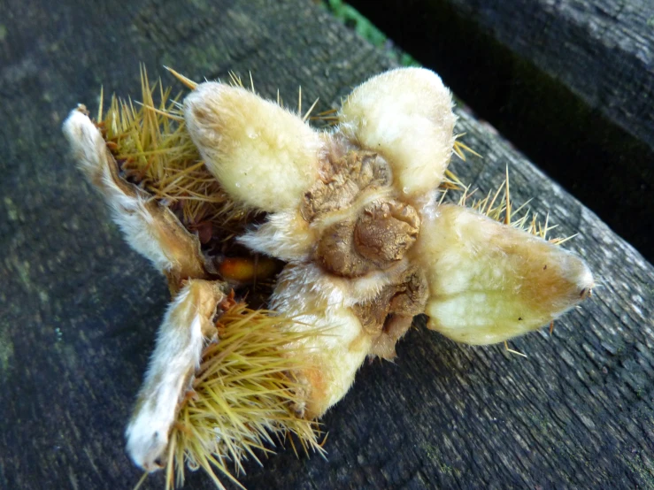 the underside of a dead tarabata is on a wooden table