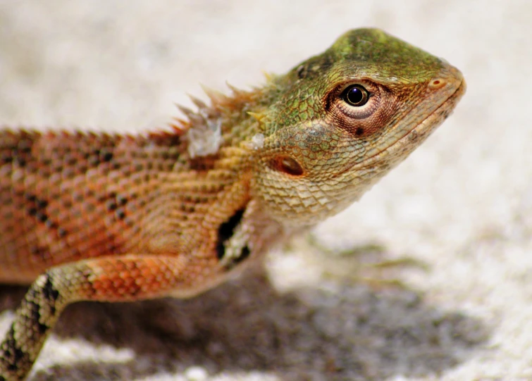 a lizard is shown sitting on the floor