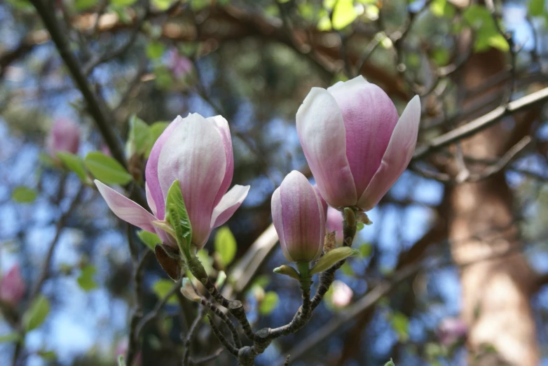 two flowers blossoming on a tree nch