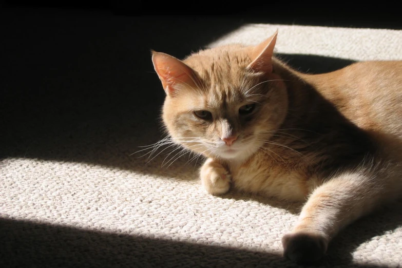 a close up of a cat laying on the ground